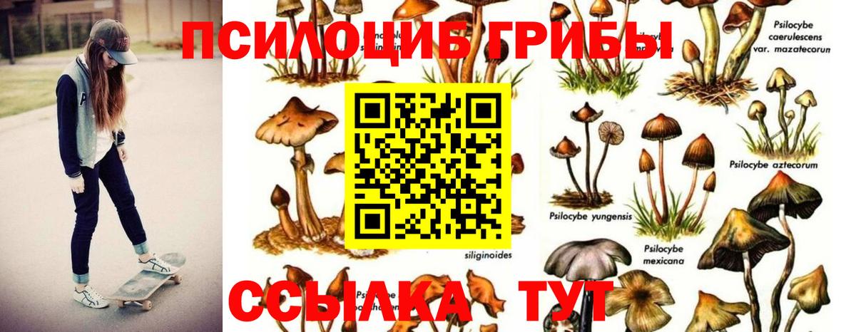 Псилоцибиновые грибы мицелий Сызрань